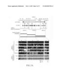 METHOD FOR DETECTING ORAL SQUAMOUS-CELL CARCINOMA diagram and image