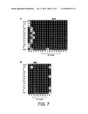 POLYMERASE diagram and image