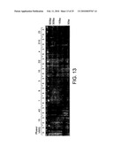 POLYMERASE diagram and image