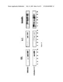 THERAPEUTIC COMPOUNDS FOR BLOCKING DNA SYNTHESIS OF POX VIRUSES diagram and image