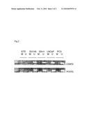 Methylation Markers for Diagnosis and Treatment of Cancers diagram and image