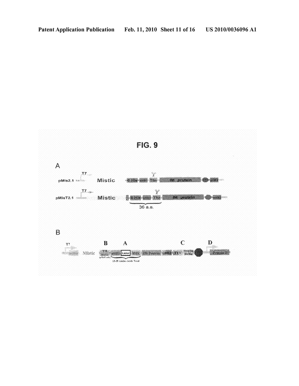 COMPOSITIONS AND METHODS FOR PRODUCING RECOMBINANT PROTEINS - diagram, schematic, and image 12