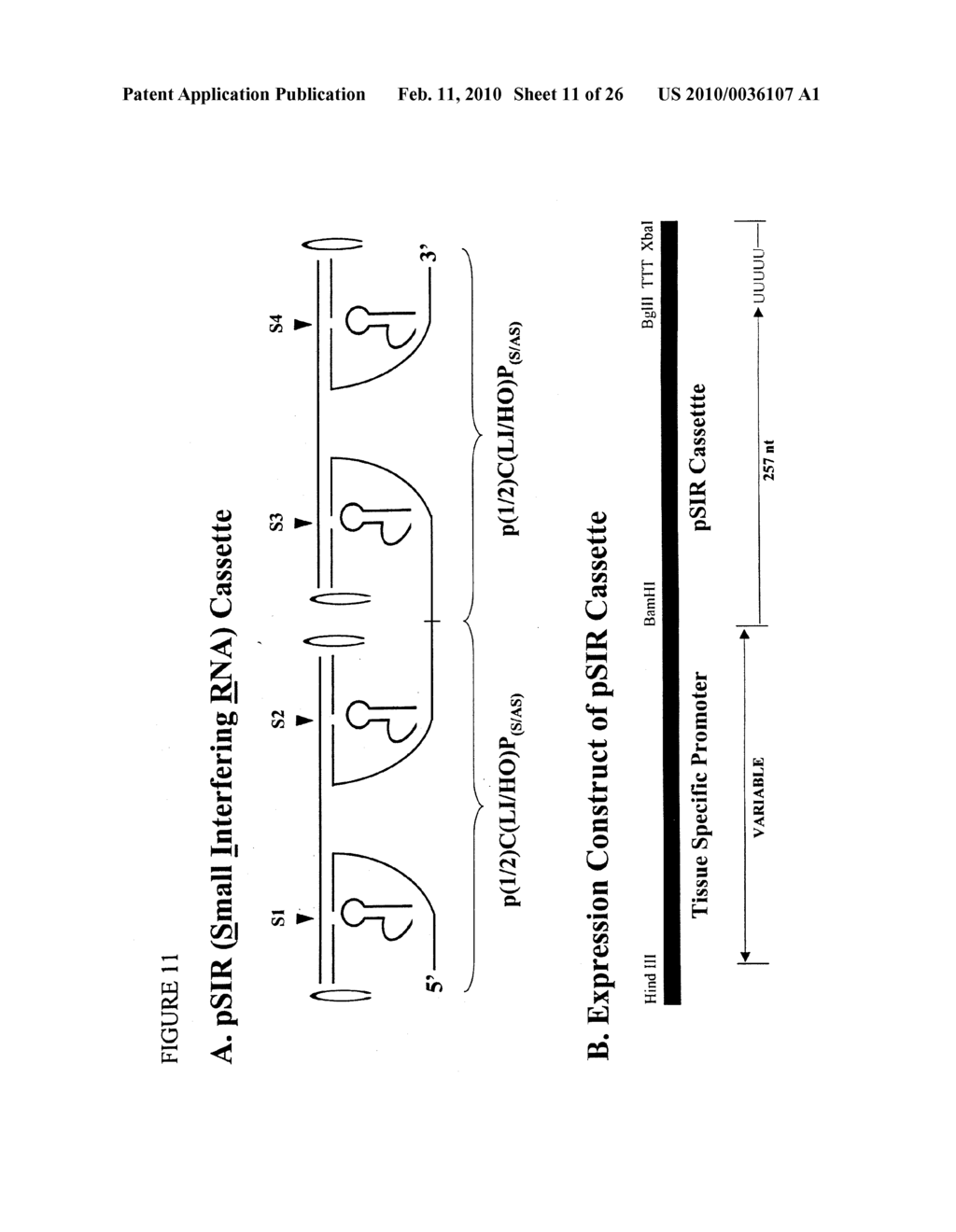 RNA INTERFERENCE COMPOSITIONS AND METHODS - diagram, schematic, and image 12