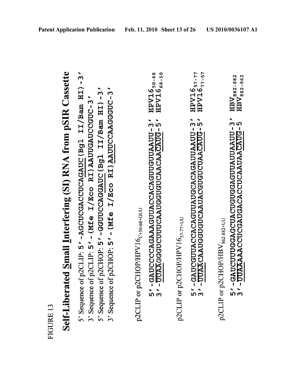 RNA INTERFERENCE COMPOSITIONS AND METHODS - diagram, schematic, and image 14