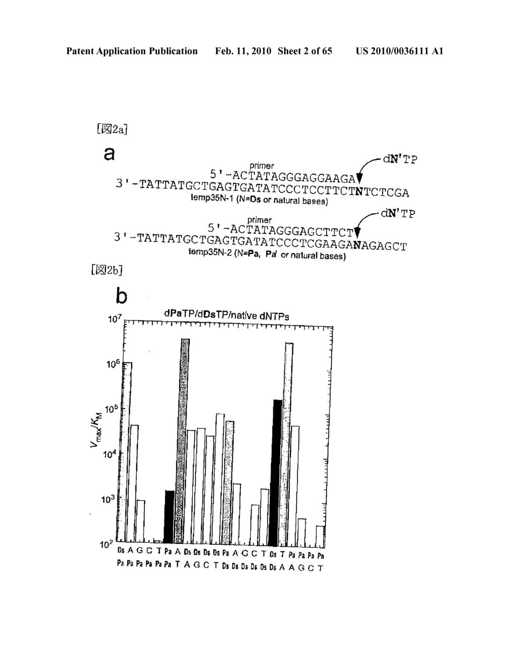 METHOD FOR REPLICATING NUCLEIC ACIDS AND NOVEL UNNATURAL BASE PAIRS - diagram, schematic, and image 03