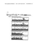 METHOD FOR REPLICATING NUCLEIC ACIDS AND NOVEL UNNATURAL BASE PAIRS diagram and image