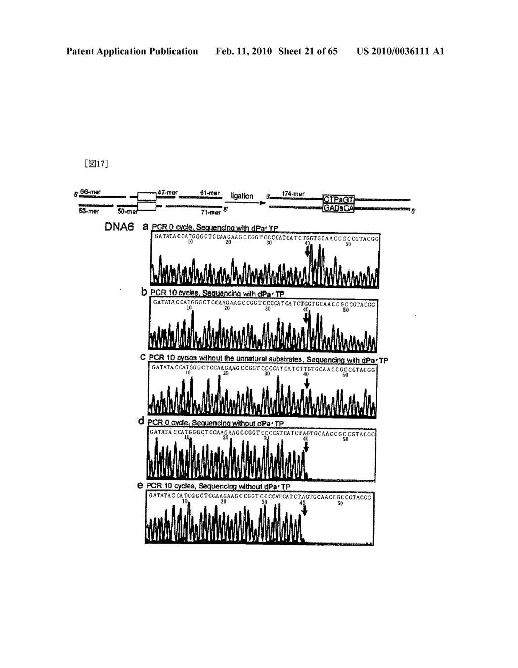 METHOD FOR REPLICATING NUCLEIC ACIDS AND NOVEL UNNATURAL BASE PAIRS - diagram, schematic, and image 22