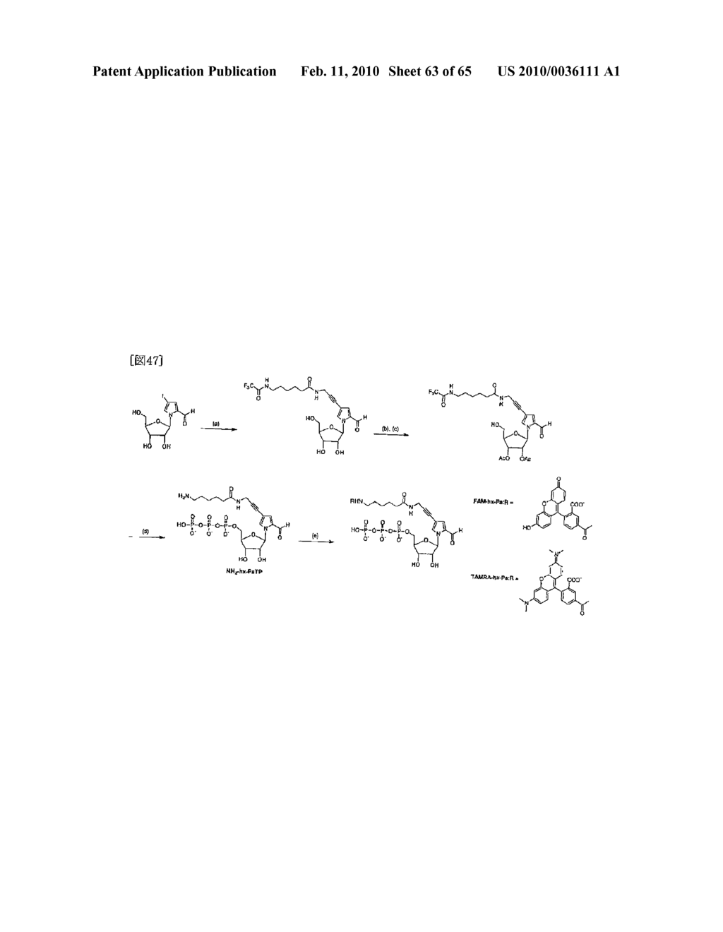 METHOD FOR REPLICATING NUCLEIC ACIDS AND NOVEL UNNATURAL BASE PAIRS - diagram, schematic, and image 64