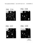 R-T-B Based Rare Earth Permanent Magnet and Method for Production Thereof diagram and image