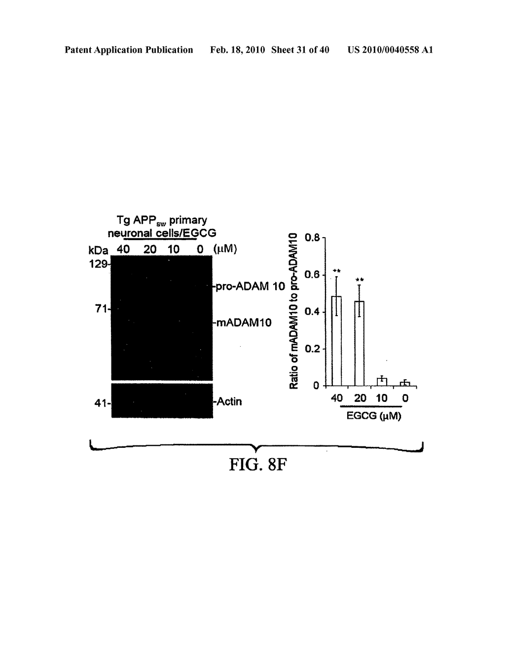 GREEN TEA POLYPHENOL ALPHA SECRETASE ENHANCERS AND METHODS OF USE - diagram, schematic, and image 32