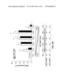 METHODS FOR PROMOTING NEOVASCULARIZATION diagram and image