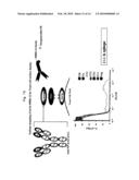 ANTIBODY IDENTIFYING AN ANTIGEN-BOUND ANTIBODY AND AN ANTIGEN-UNBOUND ANTIBODY, AND METHOD FOR PREPARING THE SAME diagram and image