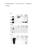 ANTI-CANCER ANTIBODIES AGAINST LEWISy AND LEWISb ANTIGENS diagram and image