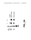 METHODS AND COMPOSITIONS FOR MODULATING HGF/MET diagram and image