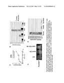 Manipulation of Regulatory T Cell and Dc Function By Targeting Neuritin Gene Using Antibodies, Agonists and Antagonists diagram and image