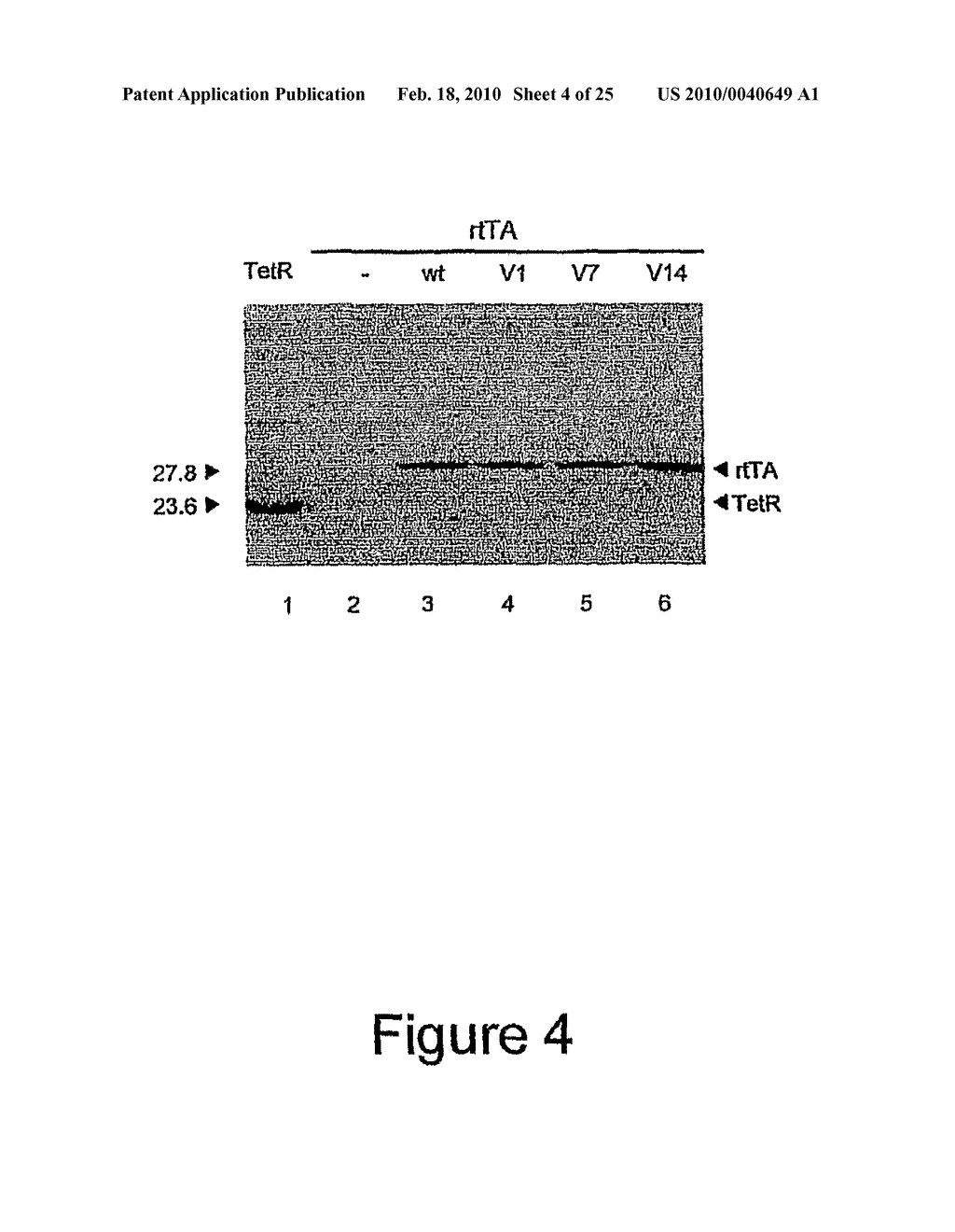 INDUCIBLE EXPRESSION SYSTEMS - diagram, schematic, and image 05