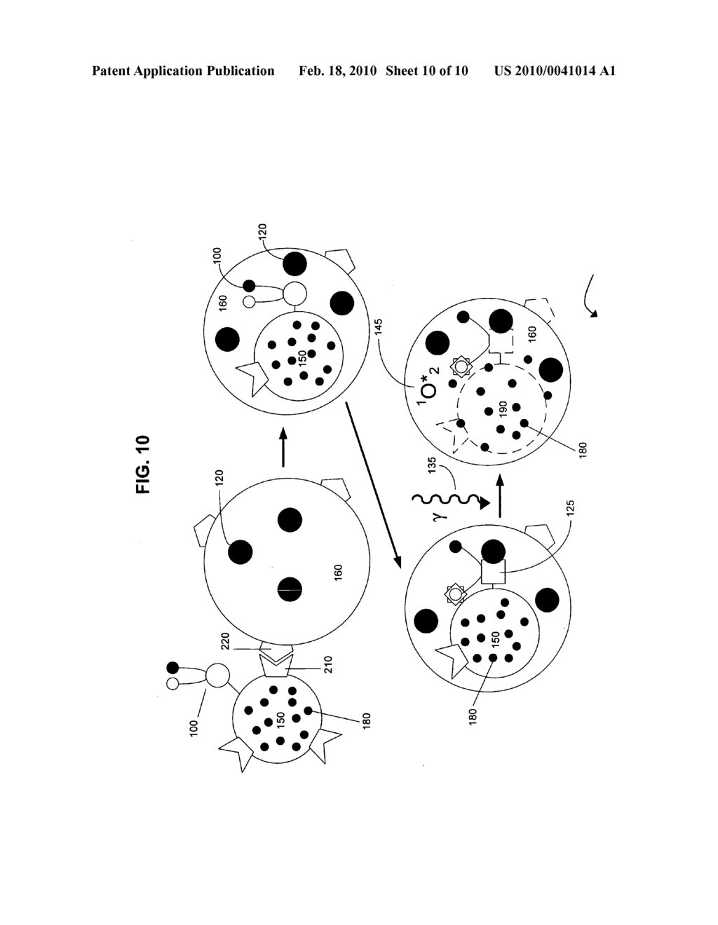 Biological targeting compositions and methods of using the same - diagram, schematic, and image 11