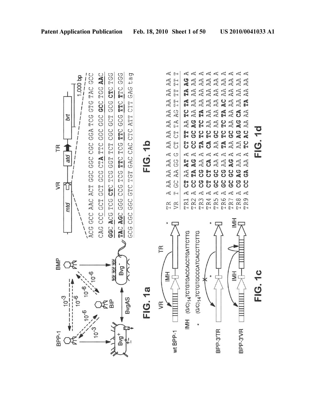 SITE SPECIFIC SYSTEM FOR GENERATING DIVERSITY PROTEIN SEQUENCES - diagram, schematic, and image 02