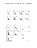 PHARMACEUTICAL COMPOSITION COMPRISING ANTI-GRP78 ANTIBODY AS ACTIVE INGREDIENT diagram and image