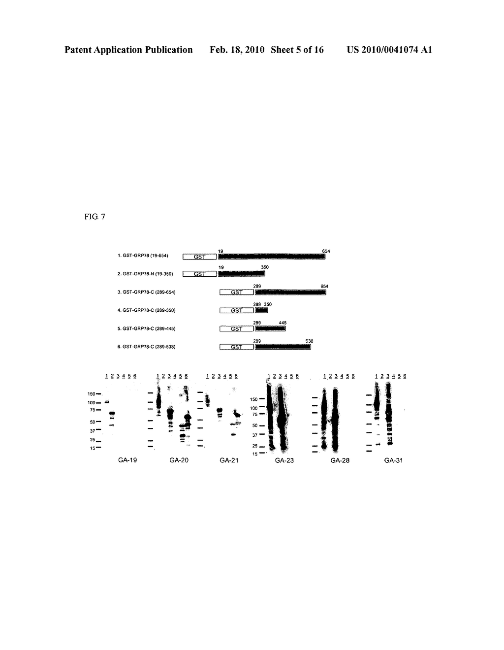 PHARMACEUTICAL COMPOSITION COMPRISING ANTI-GRP78 ANTIBODY AS ACTIVE INGREDIENT - diagram, schematic, and image 06