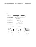 PHARMACEUTICAL COMPOSITION COMPRISING ANTI-GRP78 ANTIBODY AS ACTIVE INGREDIENT diagram and image