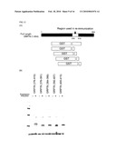 PHARMACEUTICAL COMPOSITION COMPRISING ANTI-GRP78 ANTIBODY AS ACTIVE INGREDIENT diagram and image