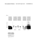 PHARMACEUTICAL COMPOSITION COMPRISING ANTI-GRP78 ANTIBODY AS ACTIVE INGREDIENT diagram and image