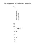 PHARMACEUTICAL COMPOSITION COMPRISING ANTI-GRP78 ANTIBODY AS ACTIVE INGREDIENT diagram and image
