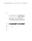 PHARMACEUTICAL COMPOSITION COMPRISING ANTI-GRP78 ANTIBODY AS ACTIVE INGREDIENT diagram and image