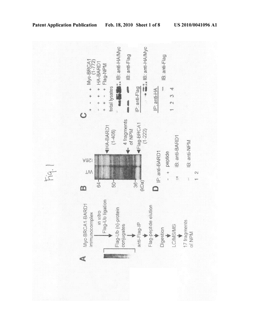 Carcinostatic method using BRCA1-BARD1 pathway - diagram, schematic, and image 02