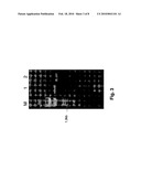 EXPRESSION SYSTEM FOR RECOMBINANT HUMAN ARGINASE I diagram and image