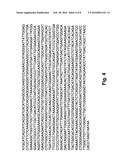 EXPRESSION SYSTEM FOR RECOMBINANT HUMAN ARGINASE I diagram and image