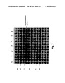 EXPRESSION SYSTEM FOR RECOMBINANT HUMAN ARGINASE I diagram and image