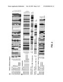 ANTI-APOPTOTIC GENE SCC-S2 AND DIAGNOSTIC AND THERAPEUTIC USES THEREOF diagram and image