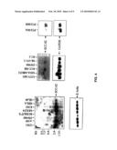 ANTI-APOPTOTIC GENE SCC-S2 AND DIAGNOSTIC AND THERAPEUTIC USES THEREOF diagram and image