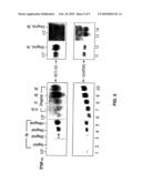 ANTI-APOPTOTIC GENE SCC-S2 AND DIAGNOSTIC AND THERAPEUTIC USES THEREOF diagram and image