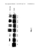 ANTI-APOPTOTIC GENE SCC-S2 AND DIAGNOSTIC AND THERAPEUTIC USES THEREOF diagram and image