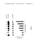 ANTI-APOPTOTIC GENE SCC-S2 AND DIAGNOSTIC AND THERAPEUTIC USES THEREOF diagram and image