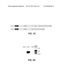 Use of VEGF-C or VEGF-D in Reconstructive Surgery diagram and image