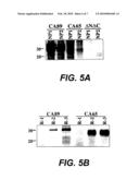 Use of VEGF-C or VEGF-D in Reconstructive Surgery diagram and image