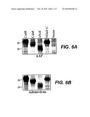 Use of VEGF-C or VEGF-D in Reconstructive Surgery diagram and image