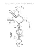 RIBOSWITCHES, METHODS FOR THEIR USE, AND COMPOSITIONS FOR USE WITH RIBOSWITCHES diagram and image