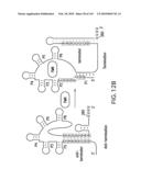 RIBOSWITCHES, METHODS FOR THEIR USE, AND COMPOSITIONS FOR USE WITH RIBOSWITCHES diagram and image