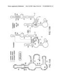 RIBOSWITCHES, METHODS FOR THEIR USE, AND COMPOSITIONS FOR USE WITH RIBOSWITCHES diagram and image