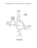 RIBOSWITCHES, METHODS FOR THEIR USE, AND COMPOSITIONS FOR USE WITH RIBOSWITCHES diagram and image