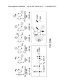 RIBOSWITCHES, METHODS FOR THEIR USE, AND COMPOSITIONS FOR USE WITH RIBOSWITCHES diagram and image