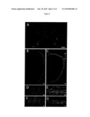 Transgenic Frog Lines and Assays Employing Them diagram and image