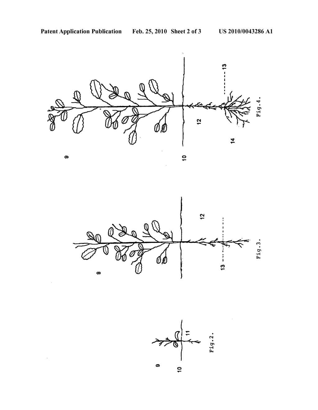 METHOD AND DEVICE FOR PRODUCING ANNUAL REPRODUCTION MATERIAL FOR TREE NURSERIES, AS YOUNG ROOTS FOR IMMEDIATE PLANTING - diagram, schematic, and image 03