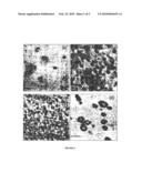 STABILIZED CORE-SHELL NANOPARTICLES OF HYDROPHOBIC METAL COMPLEXES AND REPRECIPATION-ENCAPSULATION METHOD FOR PREPARING SAME diagram and image