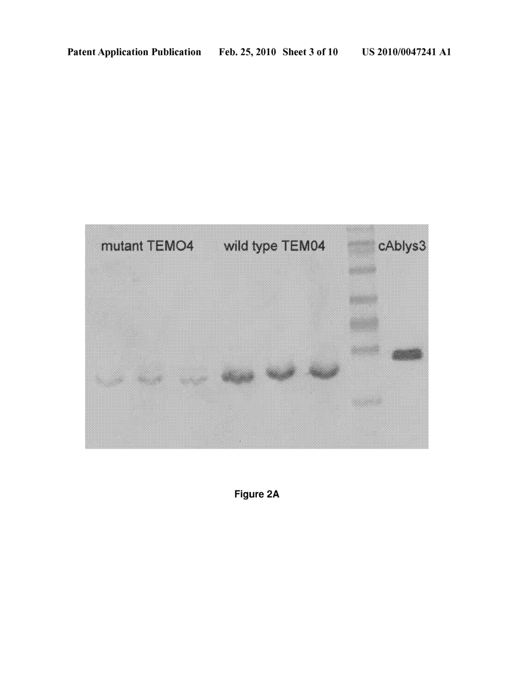 FUNCTIONAL HEAVY CHAIN ANTIBODIES, FRAGMENTS THEREOF, LIBRARY THEREOF AND METHODS OF PRODUCTION THEREOF - diagram, schematic, and image 04